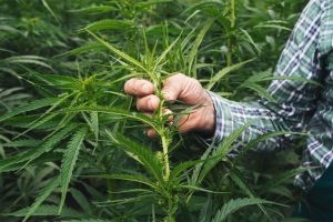 man holding hemp plant